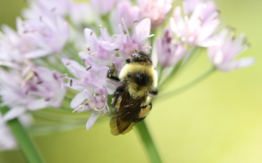 The rusty patched bumble bee used to be common in parts of the state, but has seen its population plummet in recent years. Credit: Sarina Jepsen/The Xerces Society