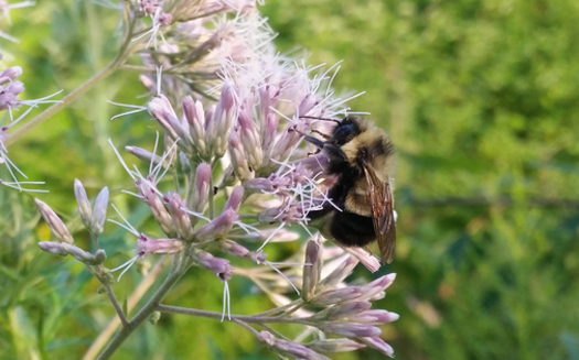 The rusty patched bumble bee used to be common in parts of the state, but has seen its population plummet in recent years. Credit: Rich Hatfield/The Xerces Society
