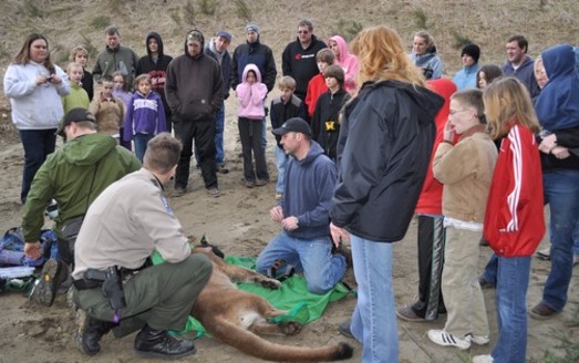 Local residents look on as Washington Dept. of Fish and Wildlife biologists outfit a sedated cougar with a GPS collar for their long-term research. Credit: Bill Hebner