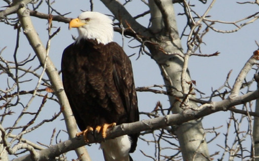 A new poll shows 75 percent of Montana voters support the Endangered Species Act. Credit: Deborah C. Smith