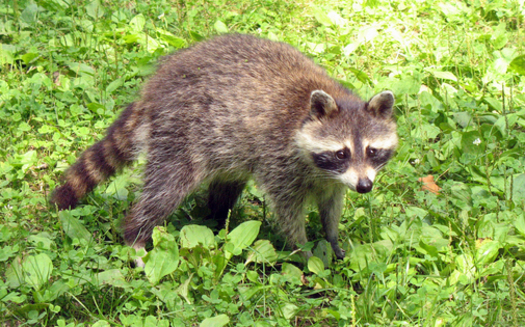 The Tennessee Department of Health and the USDA are working together to distribute rabies vaccination packets for raccoons over the next couple of weeks in parts of Tennessee. Credit: ciconroy/morguefile.com