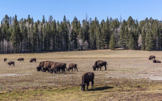 Bison in the Kaibab National Forest, part of the proposed Greater Grand Canyon Heritage National Monument. Credit: Michele Vacchiano/iStock