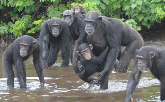 Chimpanzees, abandoned in Liberia, had been used for hepatitis research. Credit: Jenny Desmond/For The HSUS