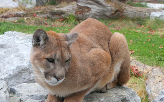 Gov. Jay Inslee has reversed a decision by the Washington Fish and Wildlife Commission to increase cougar hunting quotas in areas inhabited by wolves. Credit: Wikimedia Commons.