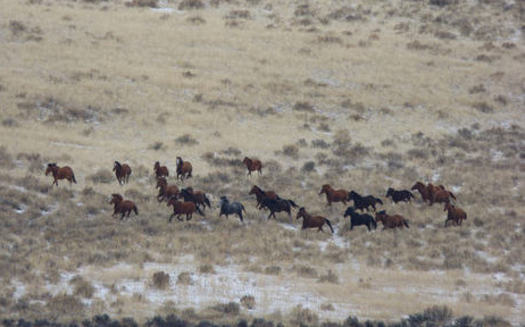 In the first week of its roundup of wild horses near Adel, Ore., the Bureau of Land Management corralled more than 400 of up to 1,500. Credit: Larisa Bogardus, BLM Lakeview District, on Flickr Creative Commons.