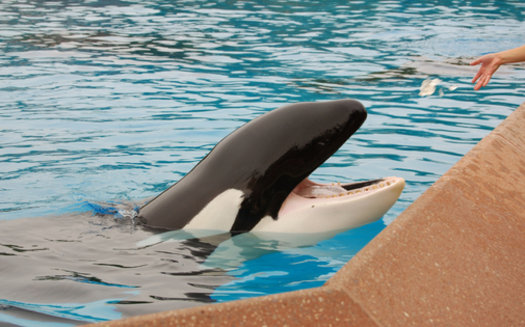 There are mixed reactions in the animal rights community about SeaWorld San Diego's decision to change its orca shows by next year. Credit: Stacey Newman/iStockphoto.