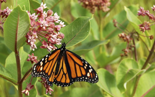 Fort Worth community organizations, volunteers and environmentalists are launching a pilot project to help pollinators essential to the nation's food supply. Credit: Cmackenz/iStockphoto