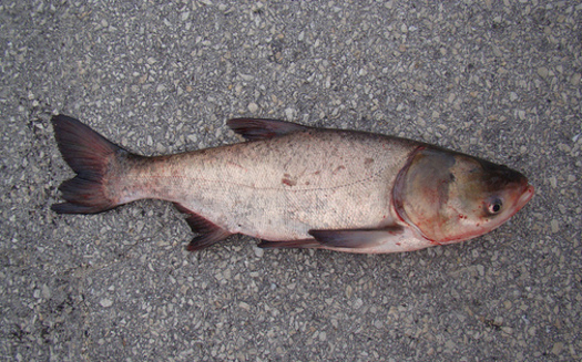 Groups say Asian carp are approaching the doorsteps of Lake Michigan. Credit: USFWS/Flickr