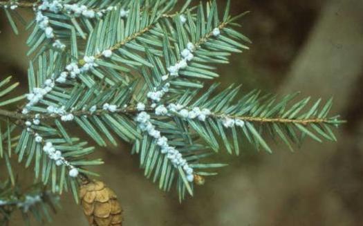 Fueled by a warming climate, the woolly adelgid is wiping out hemlock trees. Credit: U.S. Forest Service/Wikimedia Commons