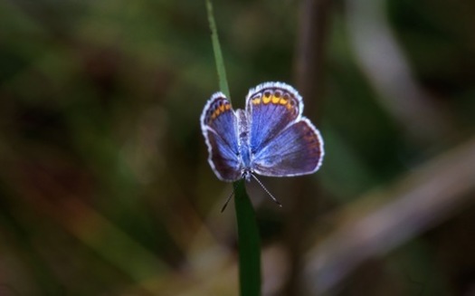 Minnesota's dwindling population of the Karner Blue butterfly soon could be gone, according to a new report. Credit: Endangered Species Coalition