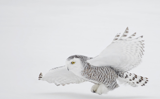 A new Senate wilderness bill (S. 2341) would protect arctic habitat for wildlife including migratory birds such as the snowy white owl, which sometimes winter in the Granite State. Credit: NaturesPhotoAdventures