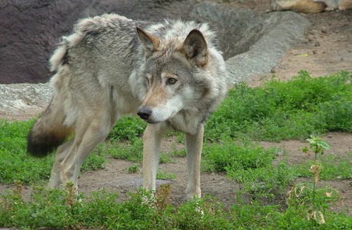 Three groups are asking that wolves be returned to Oregon's Endangered Species list. (jak/morguefile)
