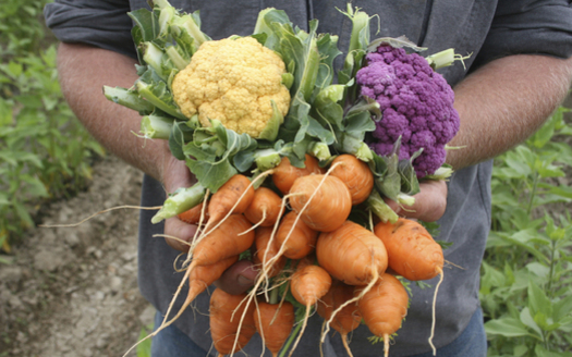 Diversification of crops will be a big topic at the Wisconsin Fresh Fruit and Vegetable Conference later this month. (UW Extension)