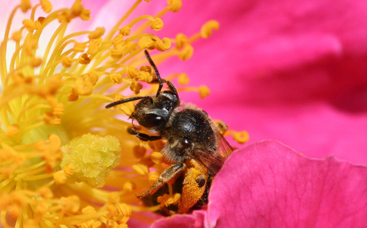 Wild bee habitat is on the decline in many of the country's most important farmlands, according to a new report. (Debivort/Wikimedia Commons)