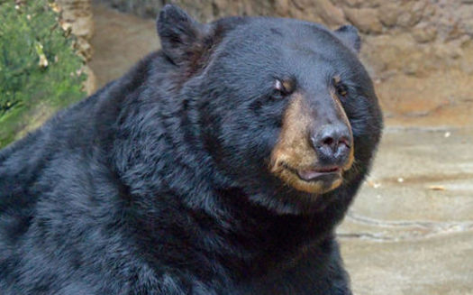 Theobromine, a chemical found in chocolate, can kill bears and other animals. (Greg Hume/Wikimedia)