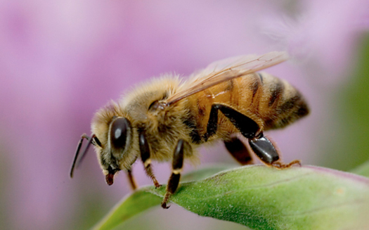 Maryland has seen dramatic drops in bee numbers. (PANNA)