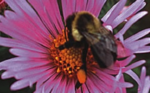 The boom in beekeeping prompted one Iowa bee enthusiast to create a new website to keep track of local laws on the topic. (Iowa Agriculture and Land Stewardship Office)