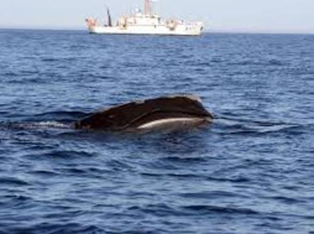Action by the National Marie Fisheries Service will expand protected waters in the North Atlantic for the right whale, which is more endangered than Siberian tigers or pandas. (NMFS/NOAA)