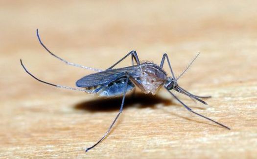 Public health officials say the Zika virus is transmitted by mosquitos. (Wikimedia Commons)