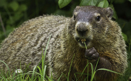 A new report takes a detailed look at important small mammal species, such as the groundhog, and the risks they face if climate action is not taken. (Groundhog/Wikimedia Commons)