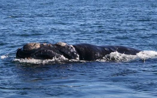 Action by the National Marie Fisheries Service will expand protected waters in the Gulf of Maine for the right whale, which is more endangered than Siberian tigers or pandas. (NMFS/NOAA)
