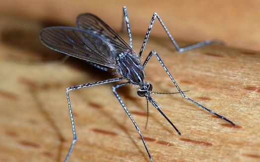 A resident of Virginia has returned to the country with the Zika virus, but since the virus is carried by mosquitoes, health officials are very confident it won't spread. (Joaquim Alves Gaspar/Wikipedia)