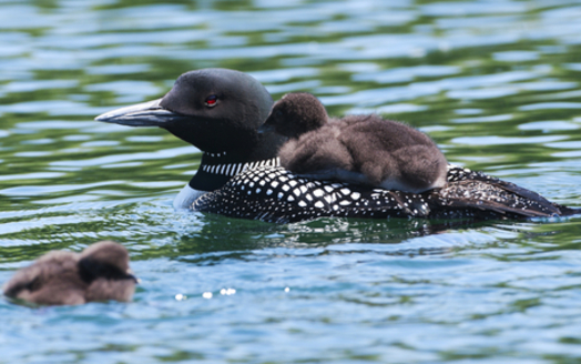 Taxpayers can help protect non-game species, including Minnesota's state bird, the common loon, by making a donation on their state income-tax forms. (iStockphoto)