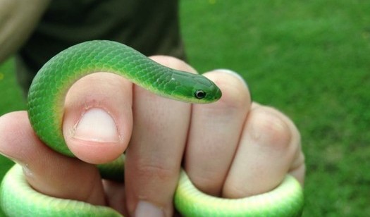 The smooth green snake is a tiny nonvenomous snake found in Indiana. It's getting extra attention from conservation groups in the Midwest because its habitat is threatened. (Chicago Wilderness)