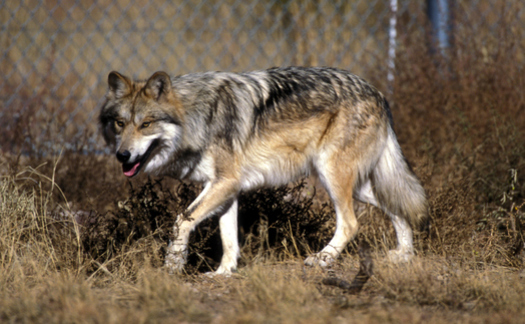 Federal Fish and Wildlife Service officials say two endangered Mexican wolves died during annual capture-and-count operations this year. (U.S. Fish and Wildlife Service)