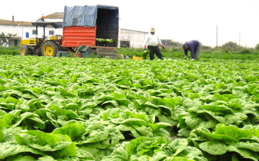 Some farmers in New York say a hike in the minimum wage would wipe out their profits. (Javier Ramos/freeimages.com)