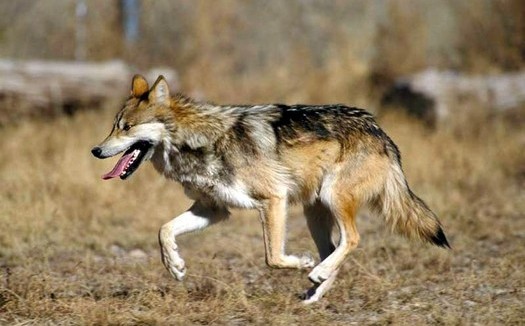 Officials with the U.S. Fish and Wildlife Service officials say two endangered Mexican wolves died in January during annual capture-and-count operations. (Wikimedia Commons)