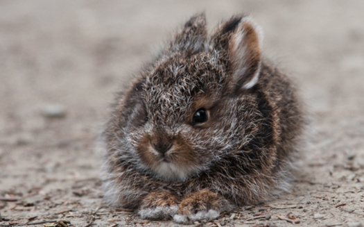 Shorter winters are making Pennsylvania uninhabitable for the snowshoe hare, according to a new report. (National Wildlife Federation)