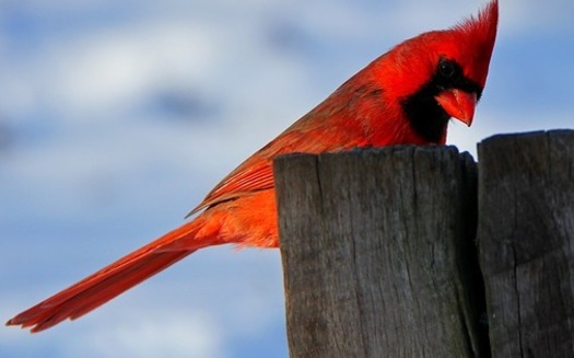 Ohio's state bird, the cardinal, is the most commonly spotted bird in the Great Backyard Bird Count. (Lip Kee/Flickr)