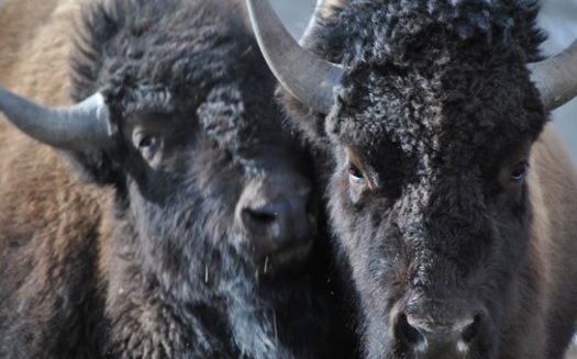 Protestors are marching in southeastern Montana all week to protest the planned slaughter of about 900 wild Yellowstone Bison by the National Park Service. (Buffalo Field Campaign)