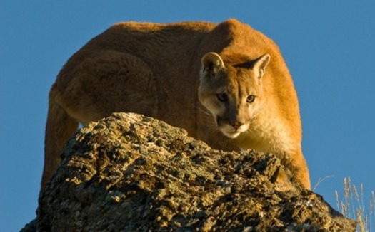 The Arizona Game and Fish Department says the states estimated population of 25-hundred to three-thousand mountain lions is not endangered or scarce. (Corinna Stoeffl/Pixabay)