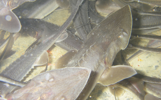 Conservation groups are fighting to remove a dam in Southeastern Montana in order to save the endangered pallid sturgeon. (U.S. Fish and Wildlife Service)