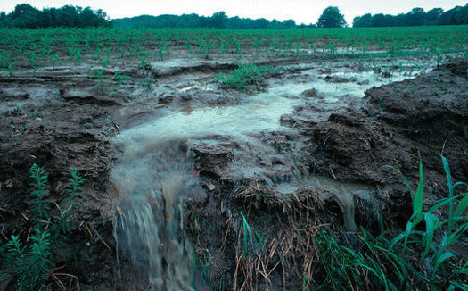 Agriculture is the major source of nitrogen and sediment pollution.  (Lynn Betts/Wikimedia Commons)