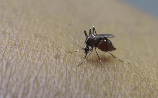 The first case of Zika virus is confirmed in Tennessee by the State Department of Health. (dodgertonskillhause/morguefile.com)