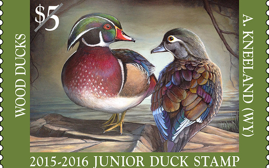 Wyoming took home the Junior Duck Stamp Program's top prize for the first time last year with Andrew Kneeland's portrait of a pair of wood ducks. (U.S. Fish and Wildlife Service)