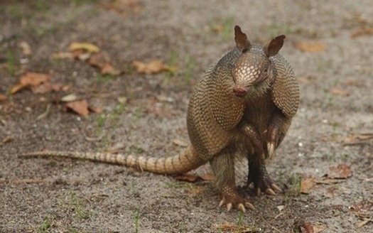 A new report says critters like the armadillo, native to the southern states, could make their way to Ohio and other northern states as a result of climate change. (Pixabay)