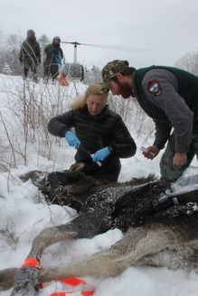 Maine and New Hampshire are working together, taking biological samples and using GPS tracking collars to study the survival rate of moose in both states. (Ashley Malinowski)