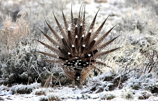 Conservation groups are suing federal agencies for better protections for the greater sage-grouse. (USFWS)