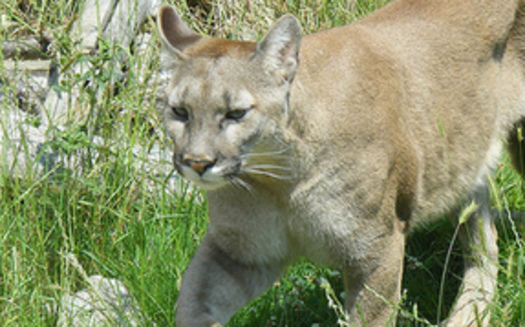 Cougars are an endangered species in Michigan. (Marie Hale/Flickr)