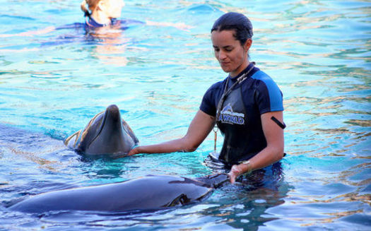 A trainer works with dolphins at a SeaWorld park. The company recently admitted that some of its employees infiltrated and spied on PETA activities. (Wikimedia Commons) 
