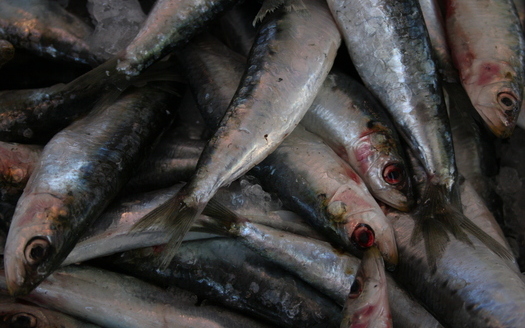 The sardine population is continuing to collapse, according to a new assessment by the National Oceanic and Atmospheric Administration.(jasonwebber01/morguefile)