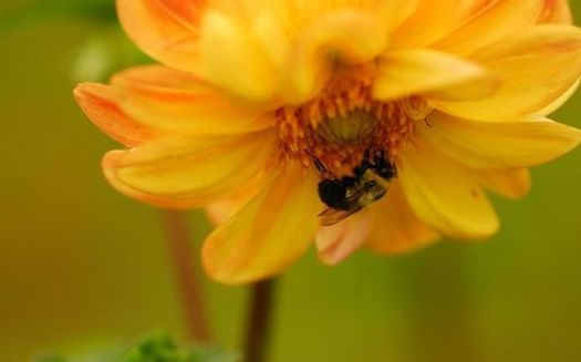 Pollinator species worldwide are under threat of extinction due to human activity, according to a new report. (Andrea Westmoreland/Wikimedia Commons)