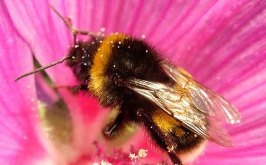 The California state Senate will consider a bill regulating certain pesticides that are linked to widespread bee deaths. (Pesticide Action Network of North America)
