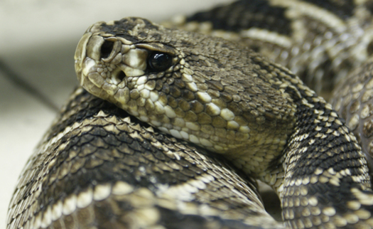 The conservation group Advocates for Snake Preservation is trying to stop the mass killing of rattlesnakes at roundup festivals each spring across the South and Southwest. (Wikimedia Commons)