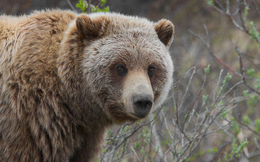 Conservation groups and indigenous tribes are gearing up to oppose the U.S. Fish and Wildlife Service's plans to remove Yellowstone Park grizzly bears from the endangered species list.