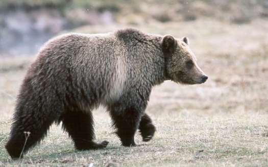 Conservation groups are fighting to save Greater Yellowstone grizzly bears from state-sanctioned hunting in the wake of a proposal by the feds to remove endangered species protections. (Kim Keating, USGS)